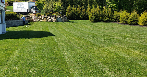 Sod and Seed Lawns