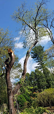 Tree Pruning and Removal